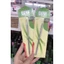 Cây Sủi Da/Cạo gel Inox (dụng cụ đẩy da chết, que đẩy da)/Sủi da LÂM