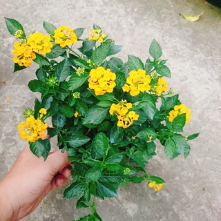 Hoa ngũ sắc vàng - Trâm ổi vàng - hoa nở quanh năm, sai hoa, cây cảnh trang trí sân vườn, ban công