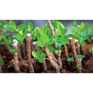 Chất kích ra rễ cây - Auxin Alpha Na-Naa 98% SP (100g)