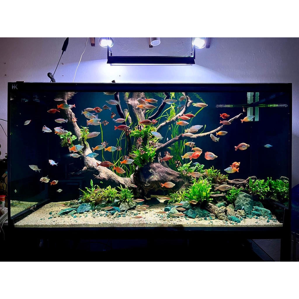 Đá Nham Xanh Setup Layout Bể Cá Cảnh Hàng Loại 1 | Shopee Việt Nam