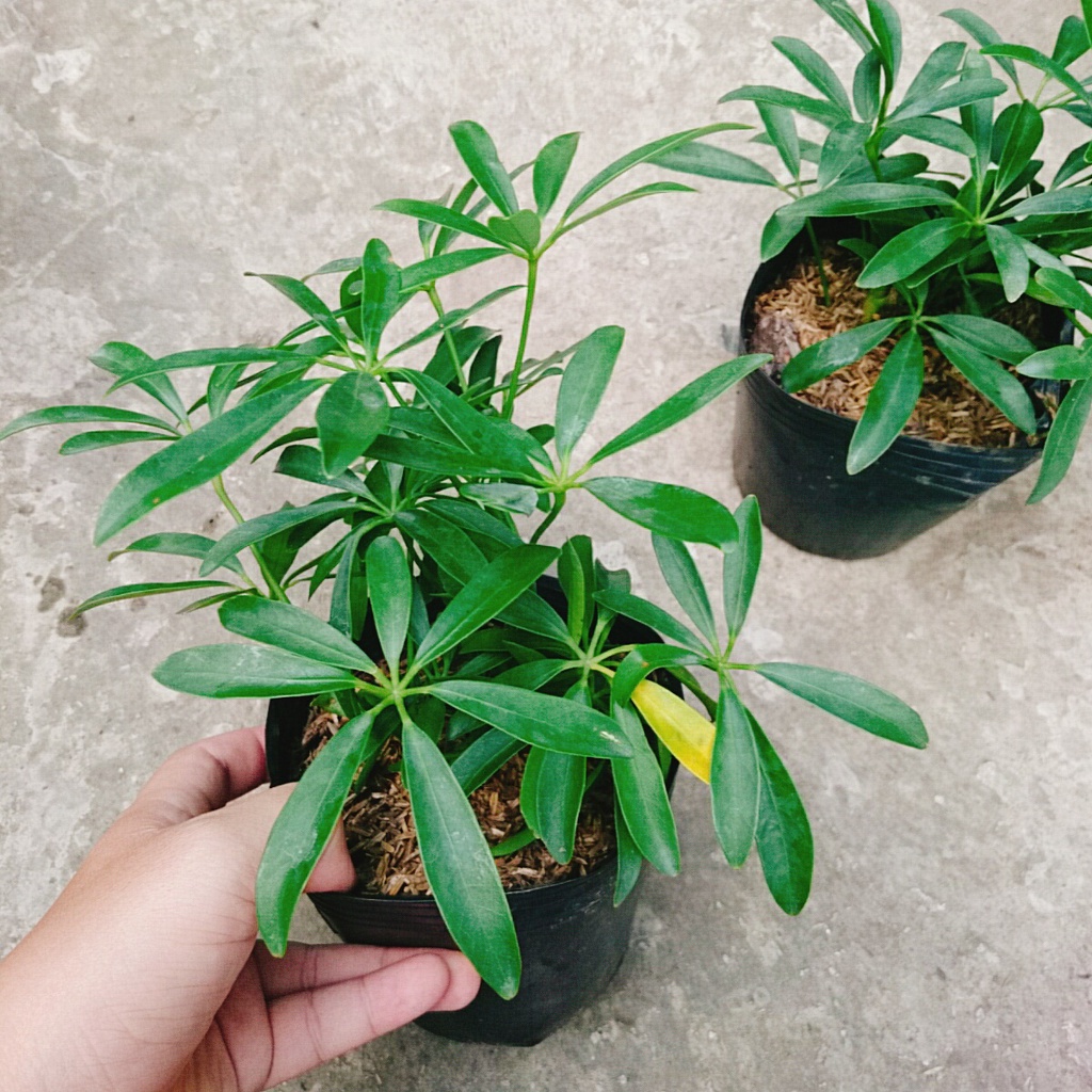 Cây Ngũ Gia Bì - Cây Đuổi Muỗi