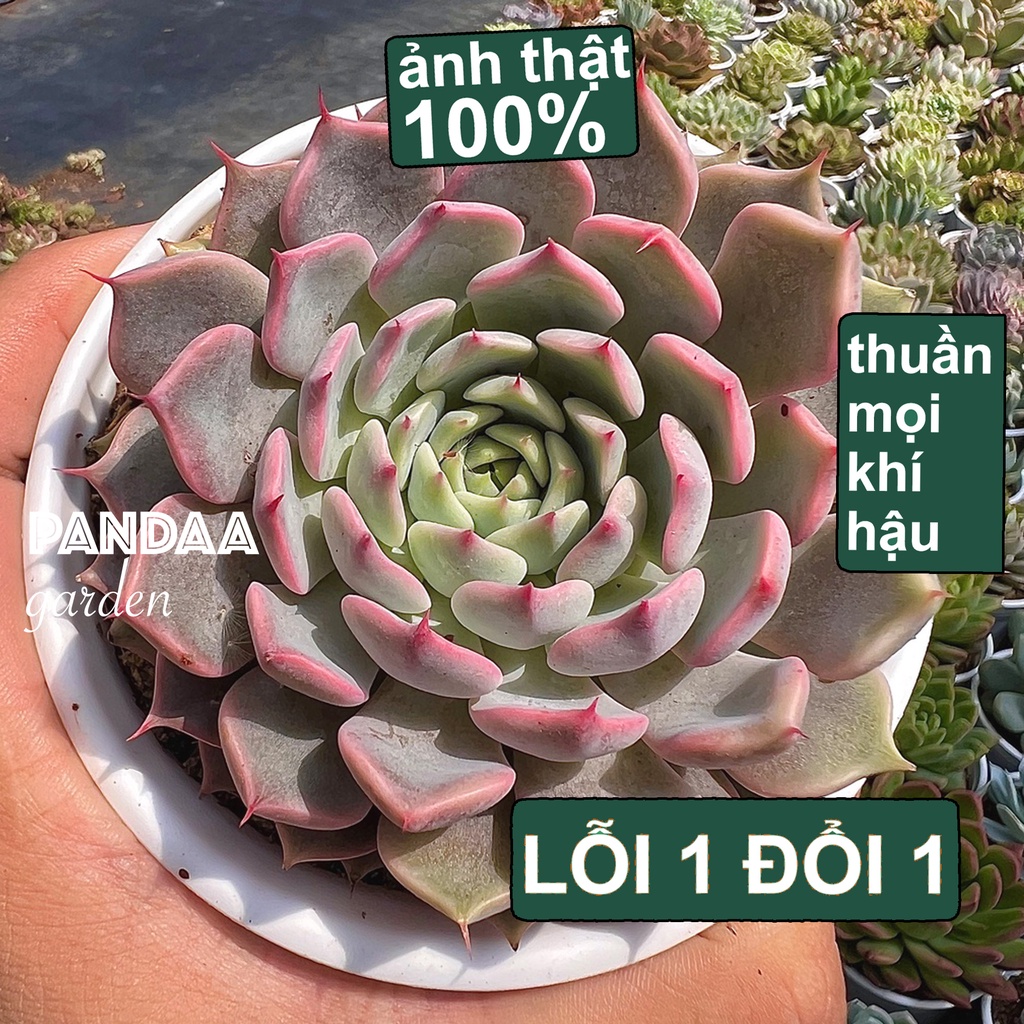 Sen Đá Ruby Hồng Size Trung 10-12cm, Vườn Sen Đá PANDAA GARDEN Xuất Xứ ...