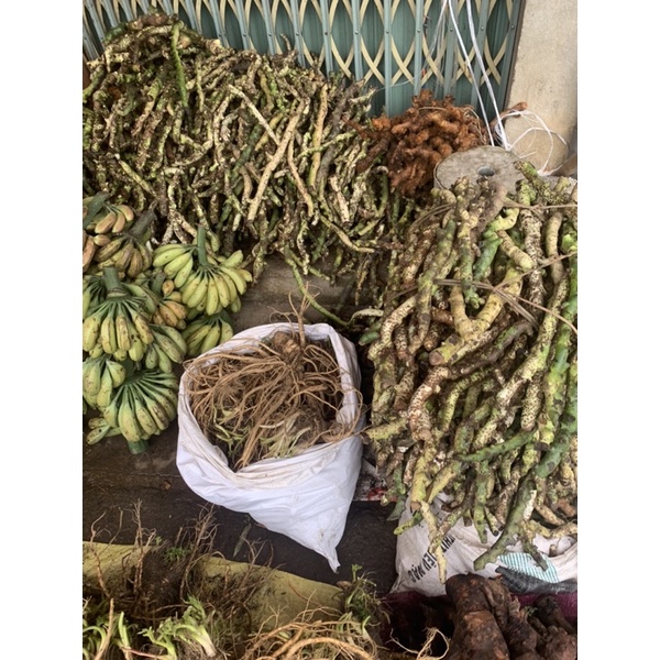 Cốt Toái Bổ (Tắc Kè Đá Xanh) Rừng Tây Bắc | Thơm Sạch Hàng Đẹp Tuyển Chọn 3kg