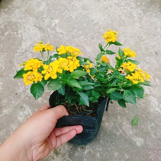 Hoa ngũ sắc vàng - Trâm ổi vàng - hoa nở quanh năm, sai hoa, cây cảnh trang trí sân vườn, ban công