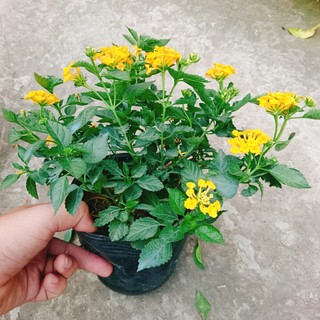 Hoa ngũ sắc vàng - Trâm ổi vàng - hoa nở quanh năm, sai hoa, cây cảnh trang trí sân vườn, ban công
