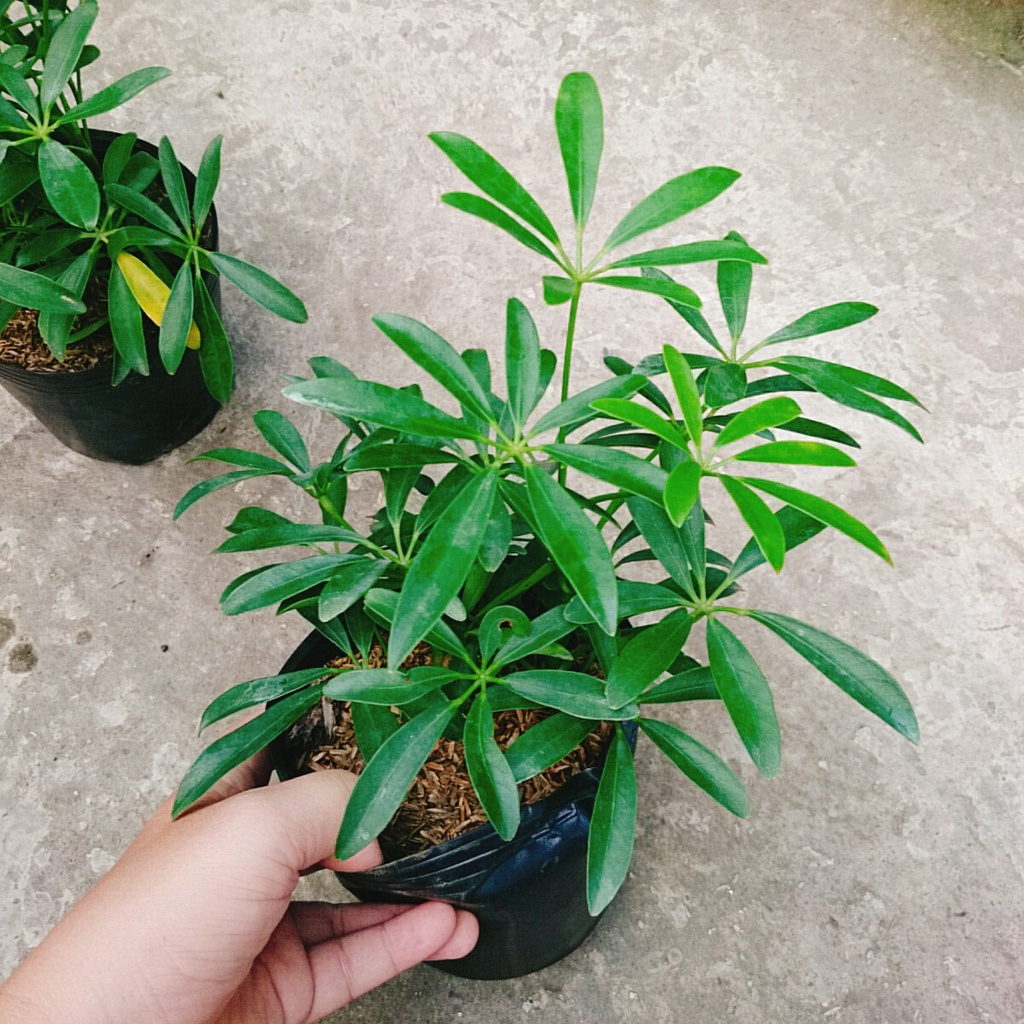Cây Ngũ Gia Bì - Cây Đuổi Muỗi