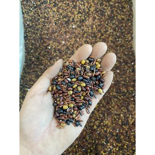 1KG TRÀ THẤT CỐC 7 VỊ - ĐẬU ĐỎ-ĐẬU XANH-ĐẬU ĐEN-GẠO LỨT-GẠO TÍM- LÁ DỨA-HOA NHÀI (TẶNG 1 VIÊN TRÀ HOA CÚC ĐƯỜNG PHÈN )