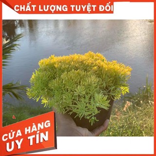 Hoa mười giờ úc 25000/ 1 chậu lớn