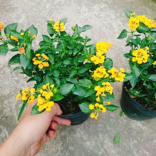Hoa ngũ sắc vàng - Trâm ổi vàng - hoa nở quanh năm, sai hoa, cây cảnh trang trí sân vườn, ban công