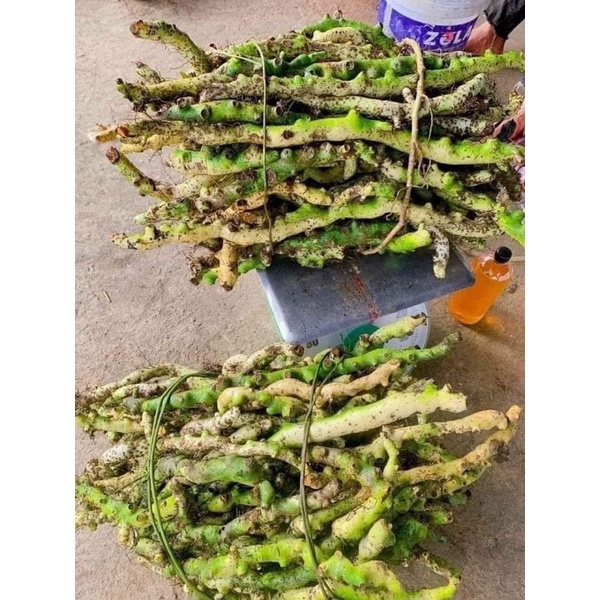 Cốt Toái Bổ (Tắc Kè Đá Xanh) Rừng Tây Bắc | Thơm Sạch Hàng Đẹp Tuyển Chọn 3kg