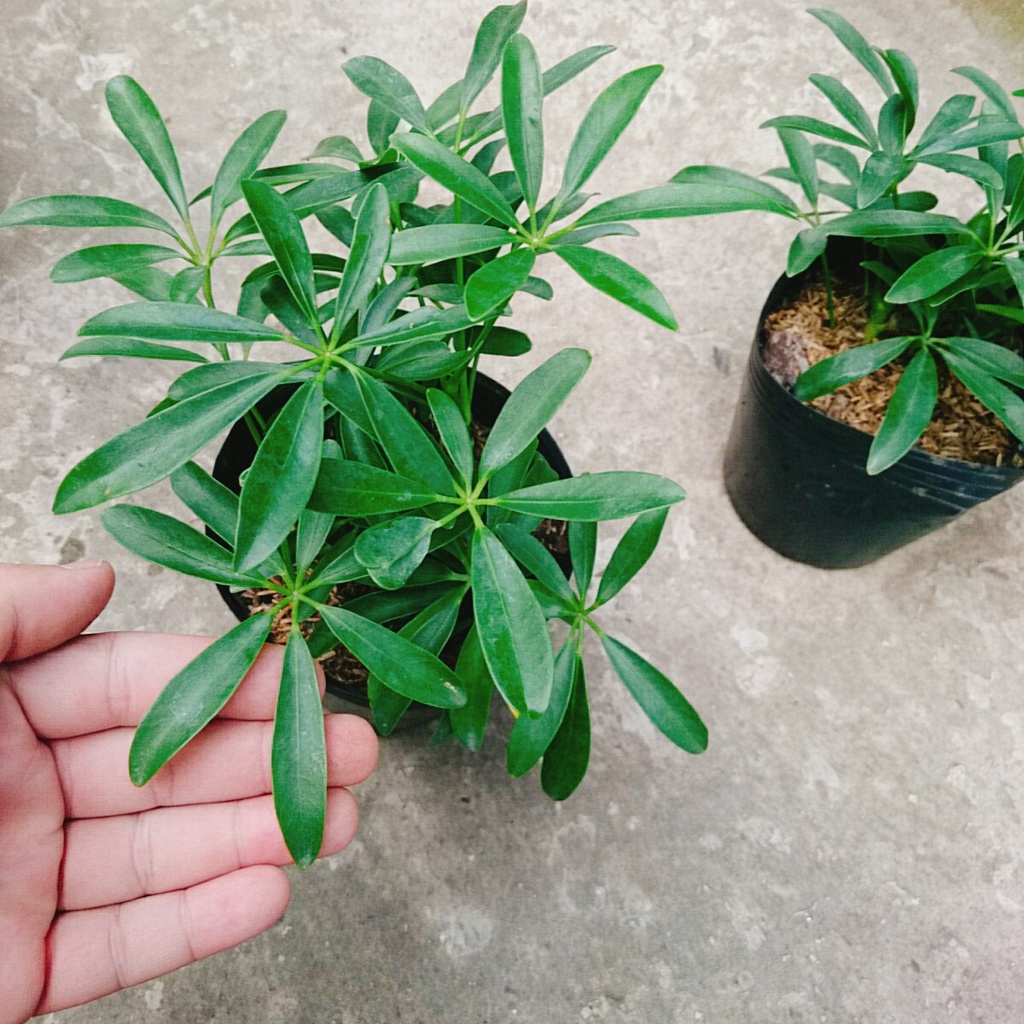 Cây Ngũ Gia Bì - Cây Đuổi Muỗi