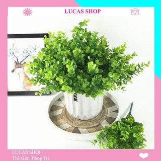 Cành cỏ tai chuột nhựa 5 nhánh 30cm trang trí nhà cửa, cắm chậu cây xanh, decor hàng rào