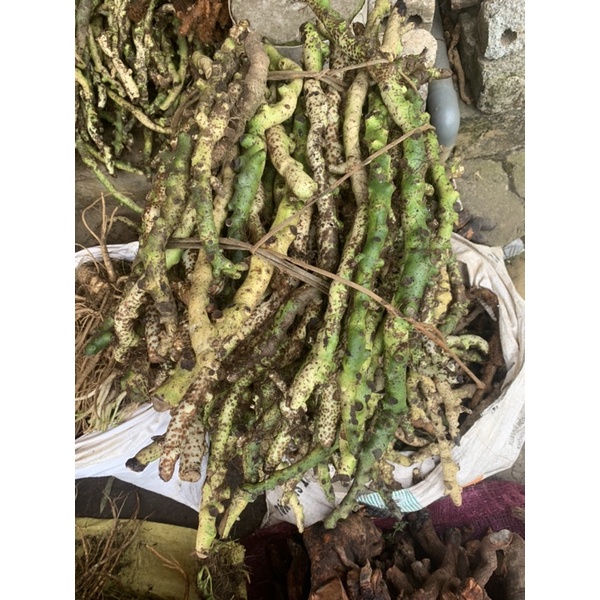 Cốt Toái Bổ (Tắc Kè Đá Xanh) Rừng Tây Bắc | Thơm Sạch Hàng Đẹp Tuyển Chọn 3kg