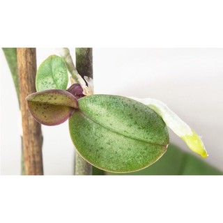 Chất Kích rễ - kích chồi - bật lúp - Cytokinin Kinetin 99% SP (100g)