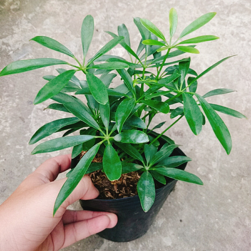 Cây Ngũ Gia Bì - Cây Đuổi Muỗi