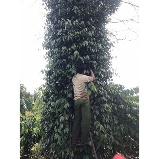 500g HẠT TIÊU ĐEN GIA LAI