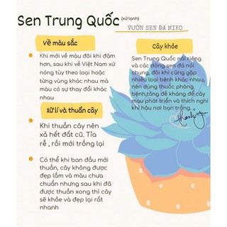 Xương rồng Bánh Sinh Nhật size 5-6cm có sẵn tại vườn MẦM NẮNG GARDEN lỗi 1 đền 1