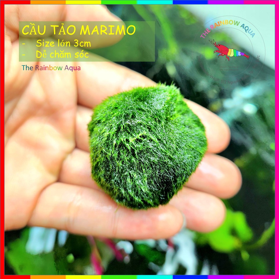 Marimo - Giá Tốt, Sale Tháng 07, Ship 0 Đồng | Shopee Việt Nam