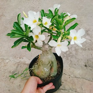 Cây Sứ Thái Kép Hoa Trắng - cây cảnh trong nhà