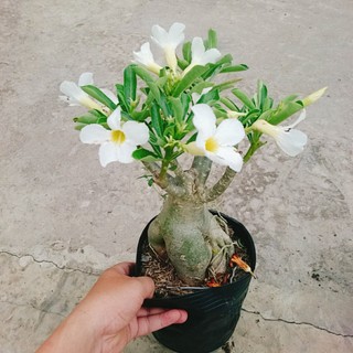 Cây Sứ Thái Kép Hoa Trắng - cây cảnh trong nhà