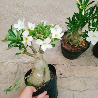 Cây Sứ Thái Kép Hoa Trắng - cây cảnh trong nhà