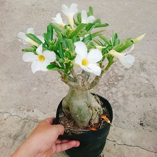 Cây Sứ Thái Kép Hoa Trắng - cây cảnh trong nhà