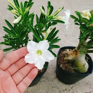 Cây Sứ Thái Kép Hoa Trắng - cây cảnh trong nhà