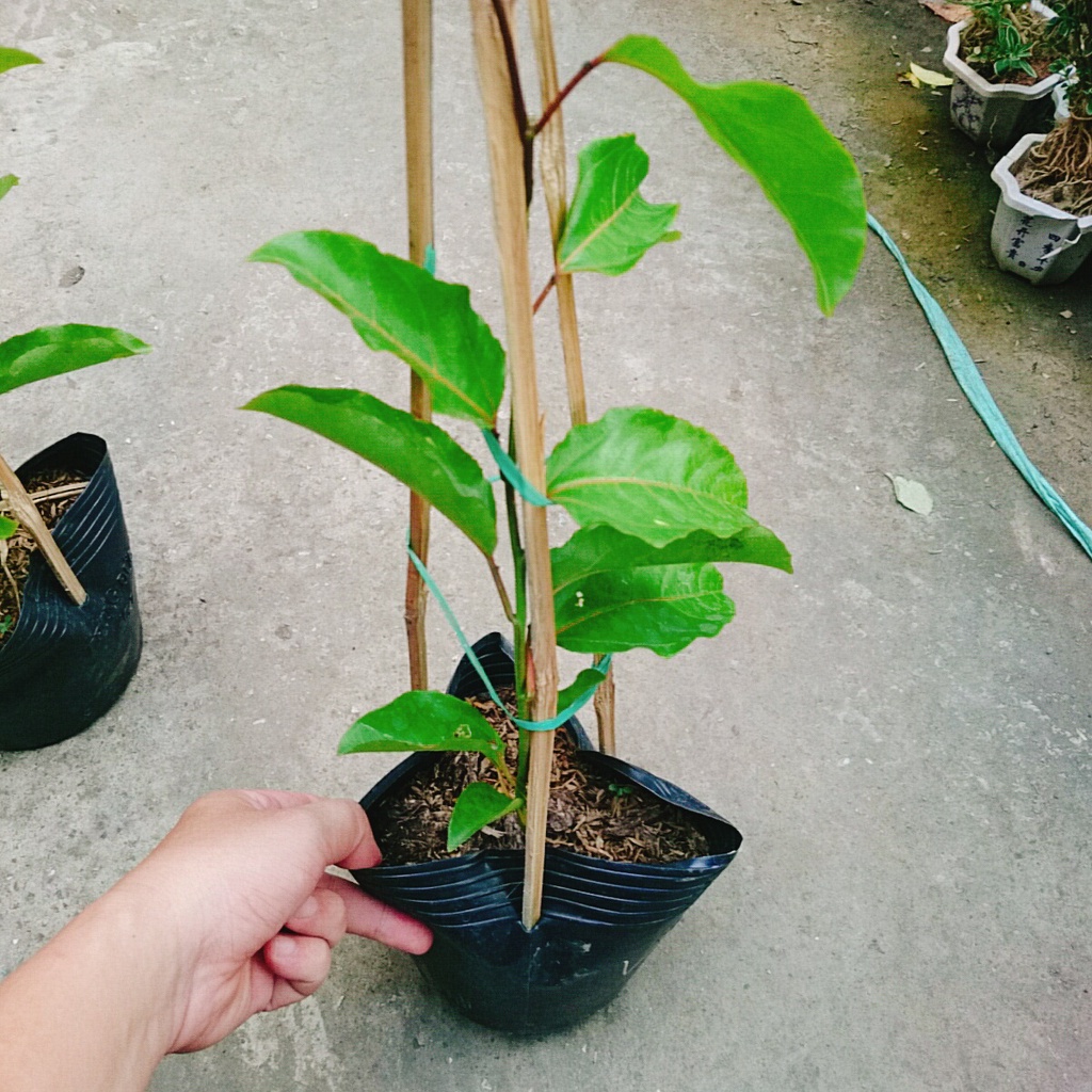 Cây Chanh Dây Ngọt Vàng - 3 tháng cho trái