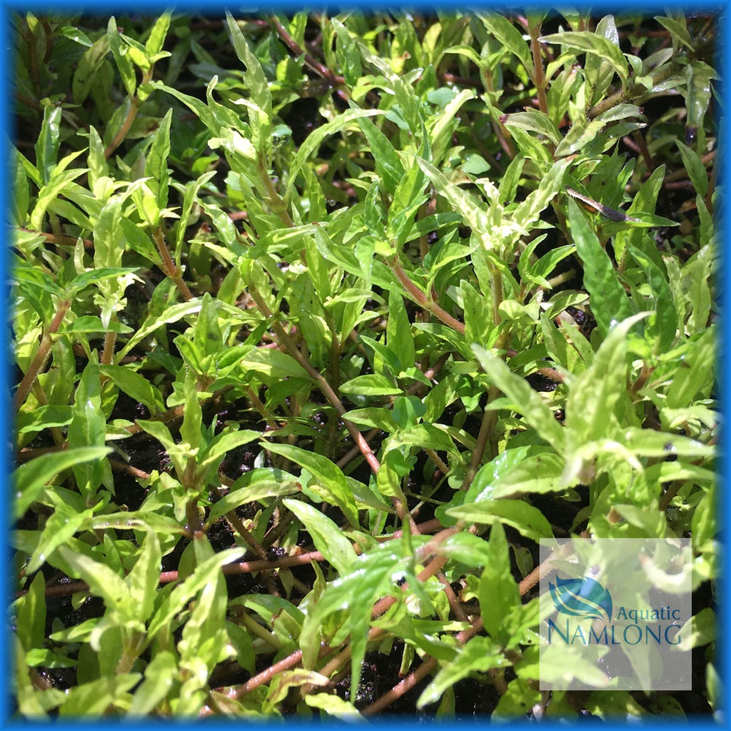Rau răm thủy sinh (10 ngọn) - Cây thủy sinh cắt cắm không cần CO2 ...