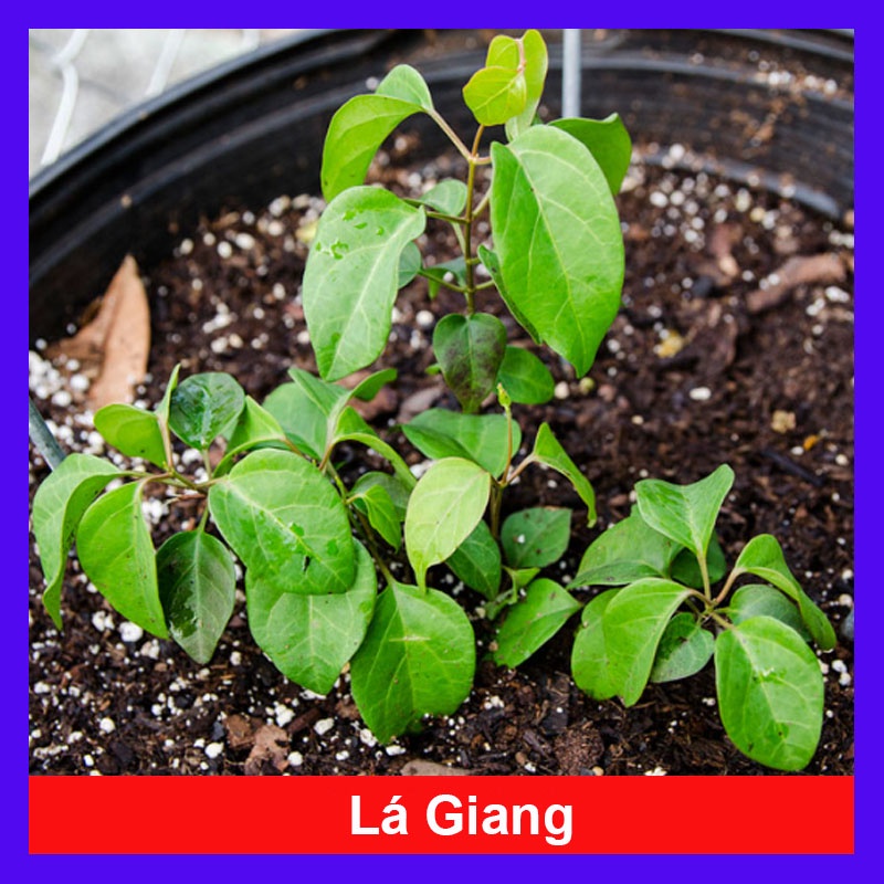 Cây Lá Giang - cây dược liệu - caykiengsadec | Shopee Việt Nam