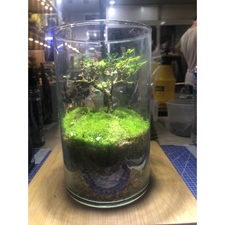 Rêu sao trang trí,làm nền trong terrarium ,bán cạn, bonsai rất đẹp