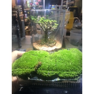 Rêu sao trang trí,làm nền trong terrarium ,bán cạn, bonsai rất đẹp