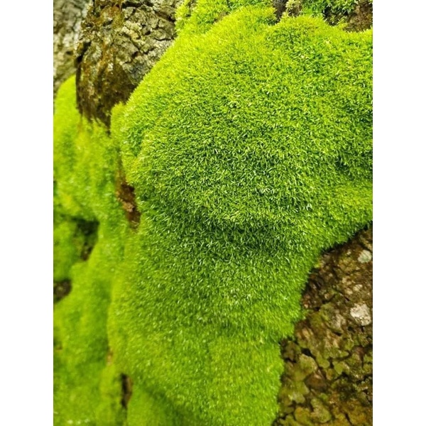 Rêu cỏ ,Octo moss trang trí làm nền bể bán cạn, terrarium,vivarium