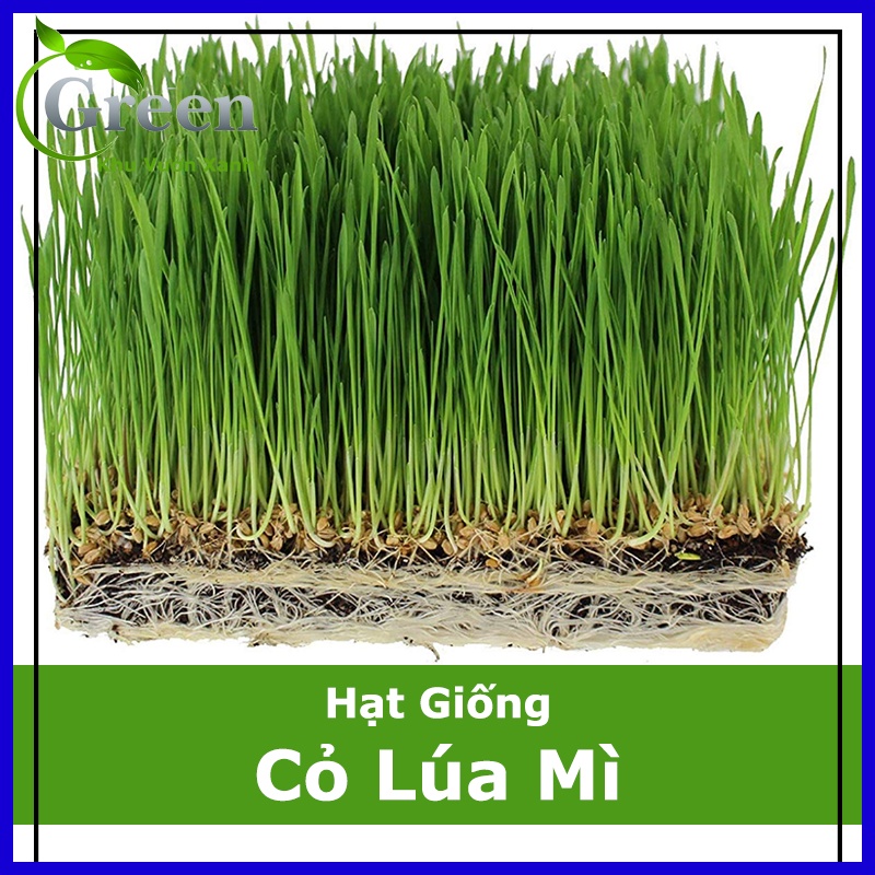 Hạt Giống Cỏ Lúa Mì Đỏ - Cỏ Lúa Mạch - Wheatgrass (100 Gam) | Shopee ...