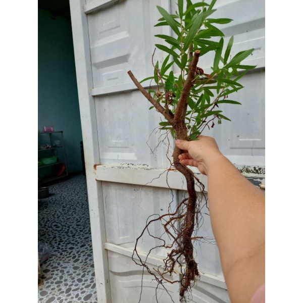Rù Rì - cóc trắngCây Thủy Sinh Siêu Rẻ | Shopee Việt Nam