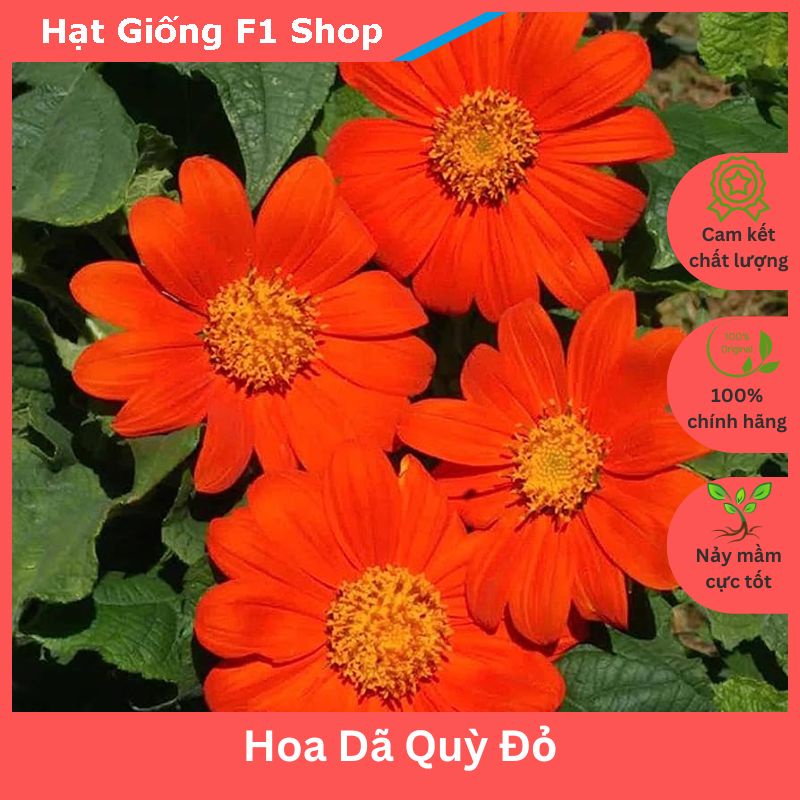 Hoa Dã Quỳ Giá Tốt Tháng 10, 2023 | Mua Ngay | Shopee Việt Nam