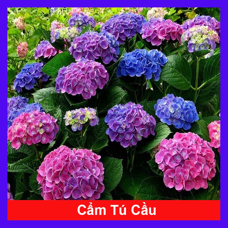 Cây Cẩm Tú Cầu trưởng thành - cây cao 60 cm chuẩn bị cho nụ và hoa