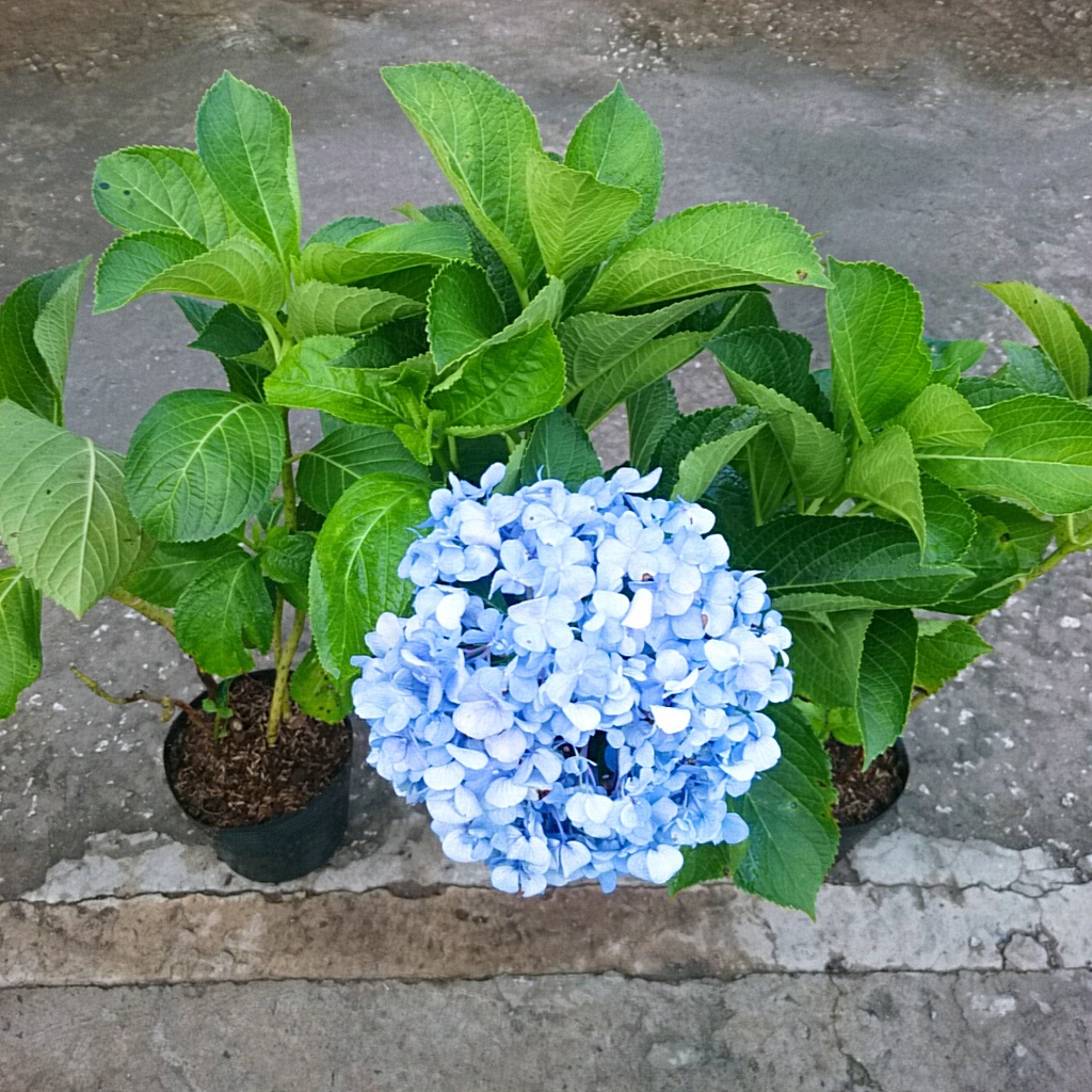 Cây Cẩm Tú Cầu trưởng thành - cây cao 60 cm chuẩn bị cho nụ và hoa