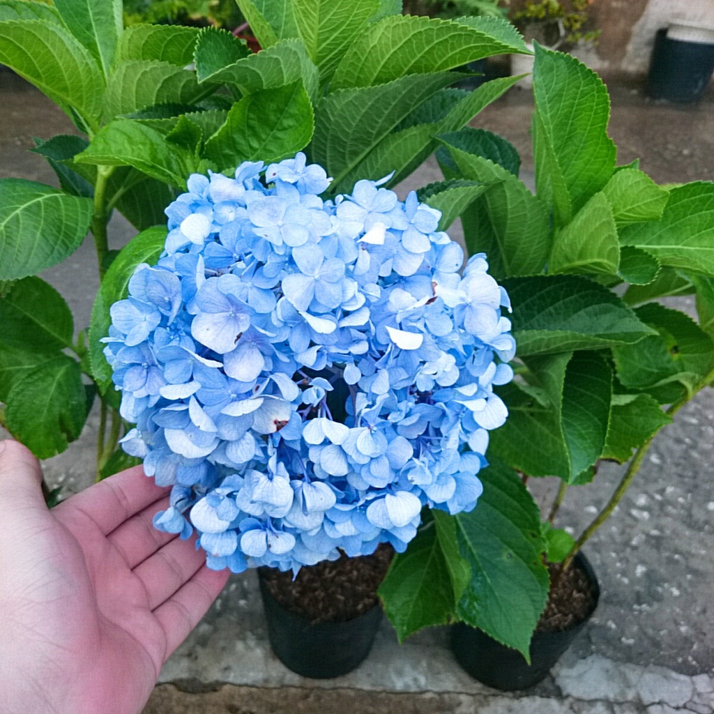 Cây Cẩm Tú Cầu trưởng thành - cây cao 60 cm chuẩn bị cho nụ và hoa