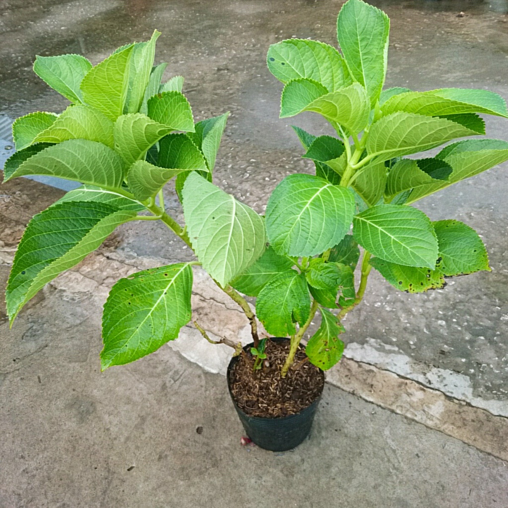 Cây Cẩm Tú Cầu trưởng thành - cây cao 60 cm chuẩn bị cho nụ và hoa