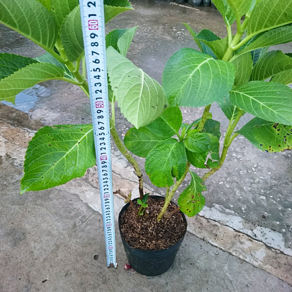 Cây Cẩm Tú Cầu trưởng thành - cây cao 60 cm chuẩn bị cho nụ và hoa
