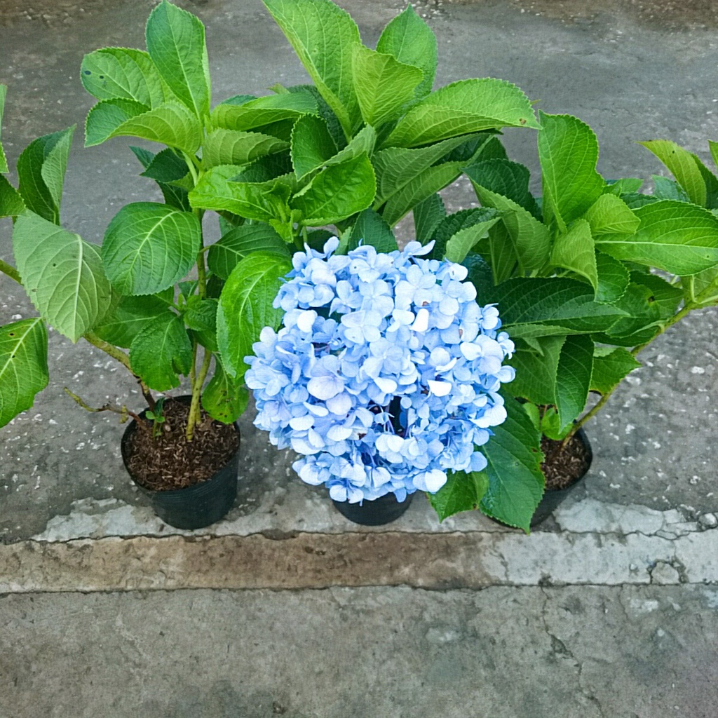 Cây Cẩm Tú Cầu trưởng thành - cây cao 60 cm chuẩn bị cho nụ và hoa