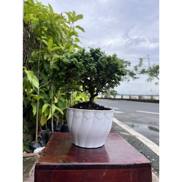 Cây linh sam hạt gạo size mini | Shopee Việt Nam