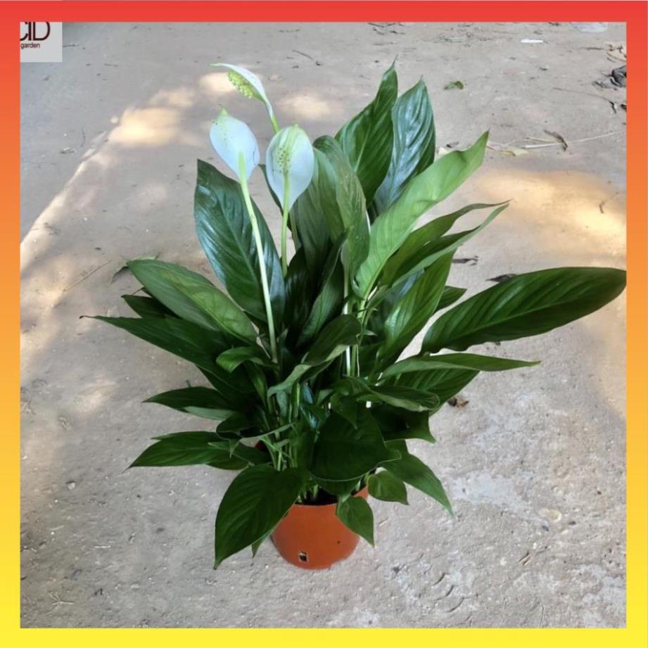 Cây lan ý mini để bàn Cao 30cm | Shopee Việt Nam