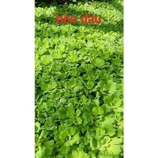 Cây Bèo tai tượng búp hoa thủy sinh thả hồ cá cảnh