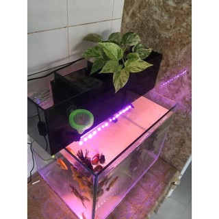 trầu bà sữa