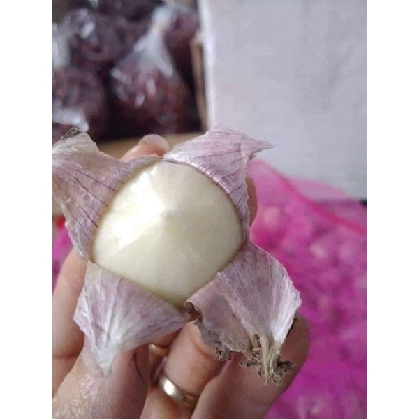 Tỏi cô đơn Nhí Yên Châu. Tỏi Cô đơn làm tỏi đen