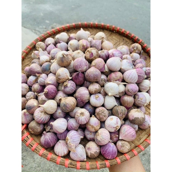 Tỏi cô đơn Nhí Yên Châu. Tỏi Cô đơn làm tỏi đen