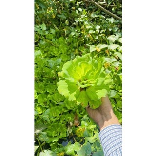 Cây Bèo tai tượng búp hoa thủy sinh thả hồ cá cảnh
