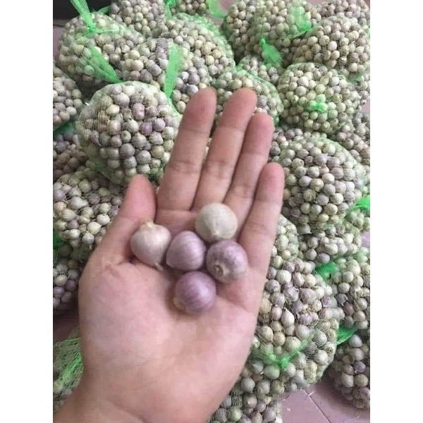 Tỏi cô đơn Nhí Yên Châu. Tỏi Cô đơn làm tỏi đen